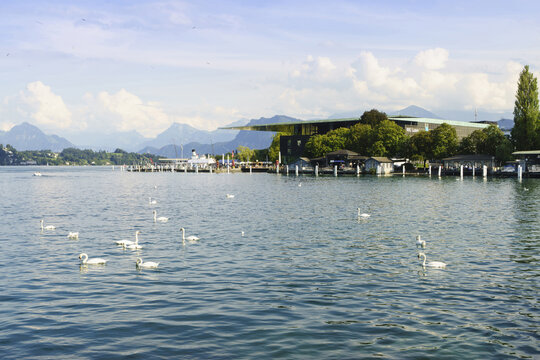 Luzern, Switzerland - August 21, 2012: Summer view of swans swimming on Luzern Lake against Lucerne Culture and Convention Center(KKL Luzern)
