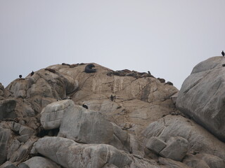 Several sea lions resting on a rock in Viña del Mar, Chile, showcasing the natural beauty and marine wildlife of the region