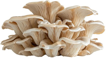 Close-up photo of fresh, organic oyster mushroom cluster with light brown caps, showcasing intricate textures and natural beauty.