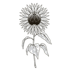 Sunflower plant monochrome detailed logotype