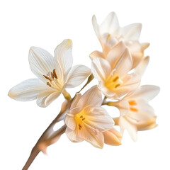 Obraz premium Beautiful close-up of delicate white flowers in bloom with soft petals and vibrant stamens, isolated on a white background.