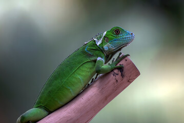 Baby iguana on a tree branch