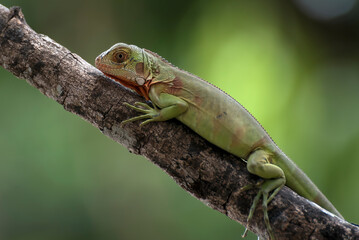 Baby iguana on a tree branch