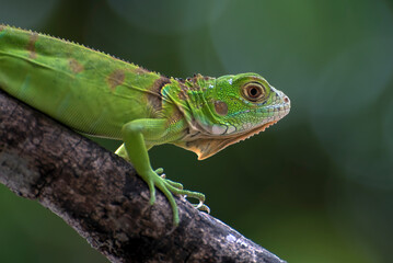 Baby iguana on a tree branch
