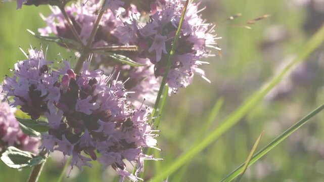 beautiful wild medical and spices herb marjoram oregano blossoming at field. at sunny evening macro footage