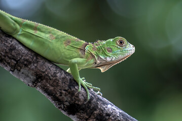 Baby iguana on a tree branch
