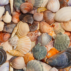 Seamless pattern from Cockleshells from the Black Sea