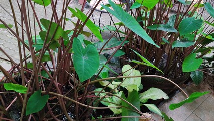 Fototapeta premium Abstract garden 