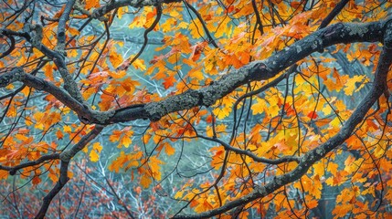 Vibrant autumn foliage on tree branches