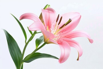 Naklejka premium Lily Flower. Pink Blossom with Lush Green Leaves and Bud in Closeup on White Background
