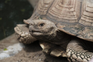 Close-up of a tortoise on the ground, showing detailed patterns on its shell and its calm, expressive face.