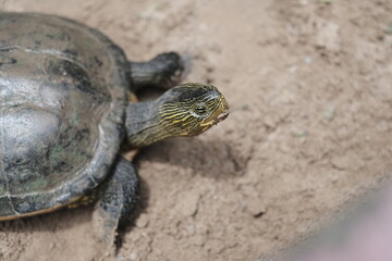 A close-up of a turtle on a sandy surface, showing its textured shell and patterned head as it looks toward the camera.