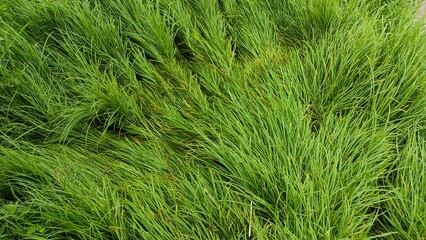 green grass background