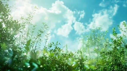 Fototapeta premium Verdant grass woodland foliage and azure sky