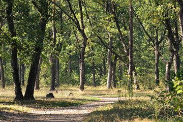 A photo of a green sunny forest