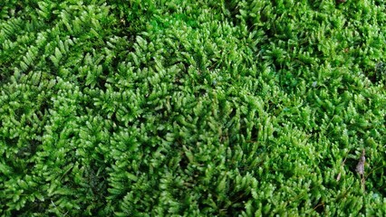 green grass background