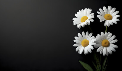 Obraz premium white daisies on a black paper texture background with copy space
