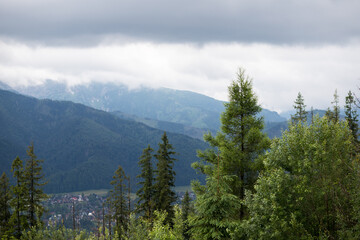 Tall fir trees grow on the mountain slopes. High mountains between fir branches. The tops of the mountains are covered with clouds and clouds.