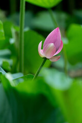 Fototapeta premium lotus