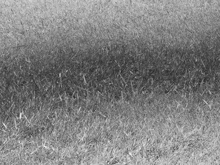 Green grass background, summer lawn, field close view. Pencil drawn sketch