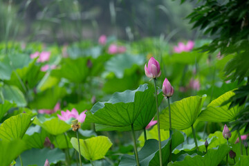 lotus