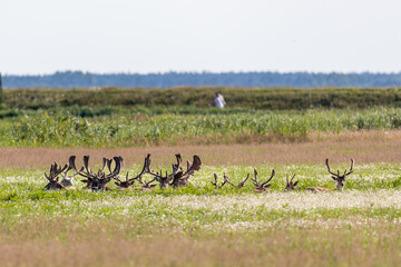 Damhirsche auf einer Wiese bei Zingst an der Ostsee.