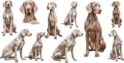 weimaraner watercolor clipart