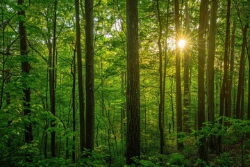 Fototapeta premium Sunlight Filtering Through Dense Forest