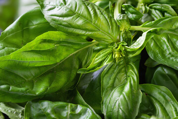 Green basil. Basil close-up. Basil texture. Natural vegetation background. Selective focus