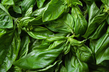 Green basil. Basil close-up. Texture of basil. Natural vegetation background