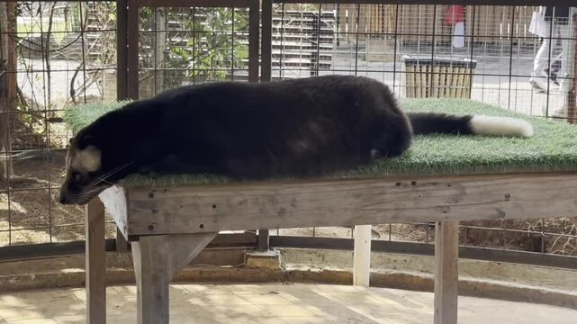 big black mongoose animal relaxing in a cage