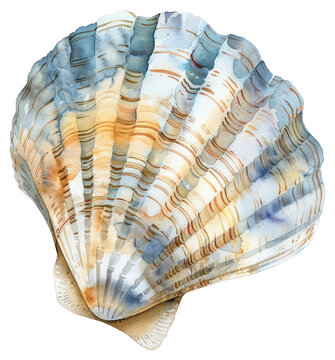 PNG Watercolor seashell illustration art