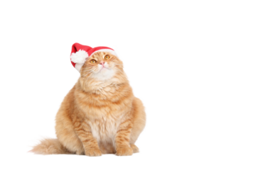 Cat wearing Santa Claus Xmas red cap looking up. Pet. Xmas. Merry Christmas. Fat cute fluffy red Cat with Santa hat waiting for Christmas while. Happy New Year. Beautiful Winter Holiday postcard