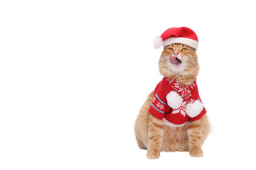 Cat sits and licks its lips. White background studio shot of feline. Domestic kitten looking up. Indoor cat. Copy space. Ginger Cat wearing festive red sweater and Santa Claus xmas red hat. 