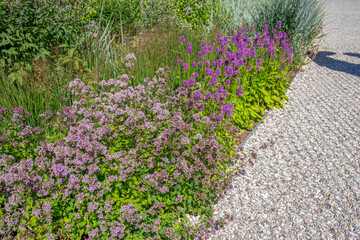 A garden with purple flowers and green plants