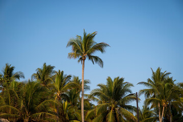 Palm trees, , El Tunco, El Salvador, Central America