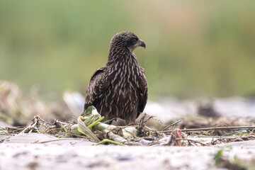 Black Kite juvenile searching food on the ground. They are considered insectivores, piscivores, and scavengers.