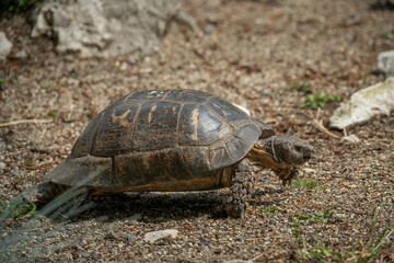 Close-up of a hawksbill turtle outdoors.