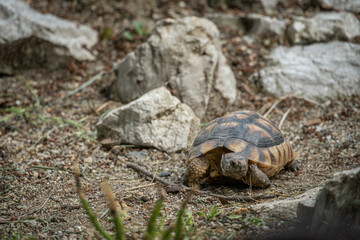 The green turtle is walking outside.