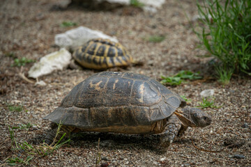 Close-up of a hawksbill turtle outdoors.
