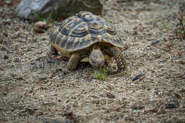 The green turtle is walking outside.