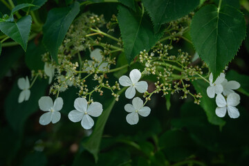 Beautiful white flowers of petioled hydrangea.