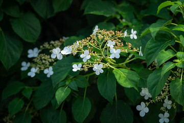 Beautiful white flowers of petioled hydrangea.