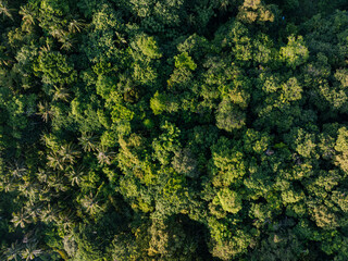 Tropical green tree forest background many types of forests