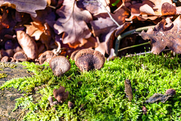 Fototapete bei efototapeten.de bestellen   