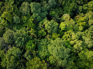 Tropical green tree forest background many types of forests