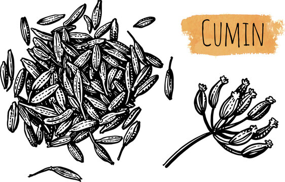 Cumin seeds ink sketch.