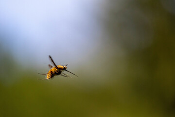 bug macro