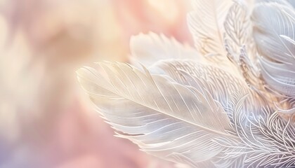 Fototapeta premium A close-up of a white dove feather with intricate details, set against a soft-focus background of pastel colors.