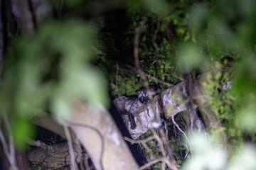 The civet ventures out at night, moving silently through the darkness in search of food. Its keen senses and stealthy nature make it a fascinating nocturnal creature of the wild.